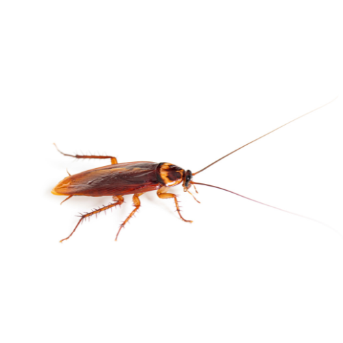 ants