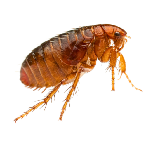 ants